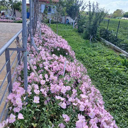 Apartment Vasiliki's Dhimitra (Elis)